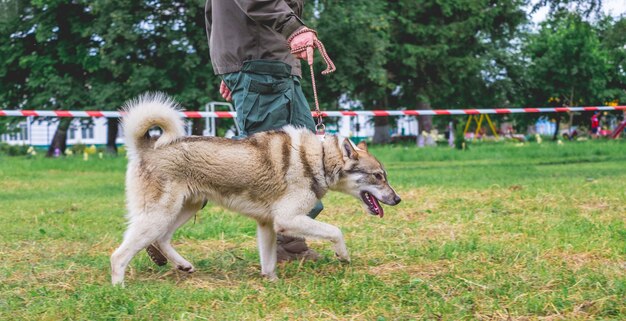 Um homem com um cachorro cria laika da Sibéria Ocidental durante uma demonstração em uma exposição de cães