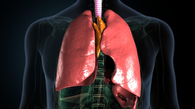 Foto um homem com uma barriga em forma de coração e a palavra órgão na parte inferior
