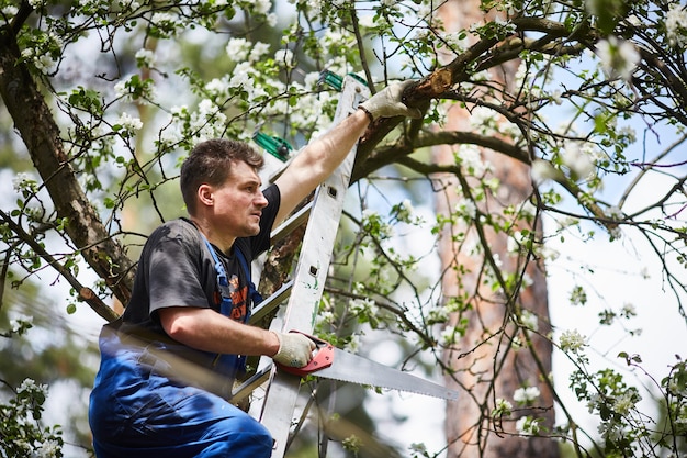 Foto um homem com uma serra corta um ramo de uma macieira florescendo no jardim.