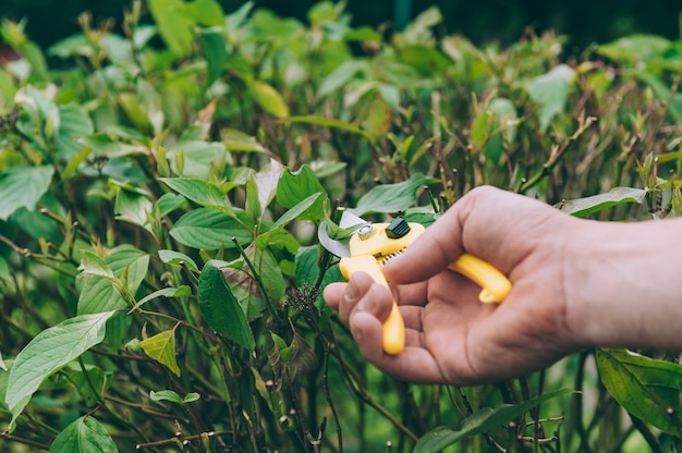 Um homem com uma tesoura corta plantas verdes.