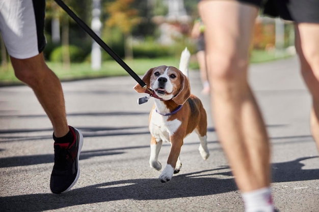um homem corre com um beagle no parque. Corrida ao ar livre. Um jovem esportivo com seu cachorro corre para a natureza