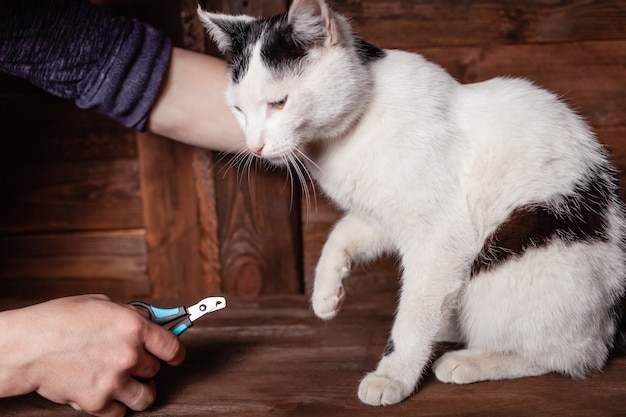 Um homem corta as garras de um gato preto e branco com uma tesoura especial