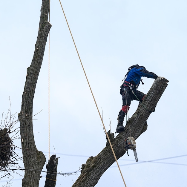 Um homem corta galhos altos de árvores um arborista com uma motosserra limpa uma árvore de galhos ásperos perigosos