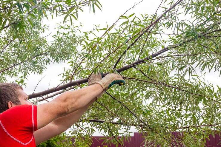 Foto um homem corta os galhos das árvores no jardim com tesouras de podar cuidados com o jardim
