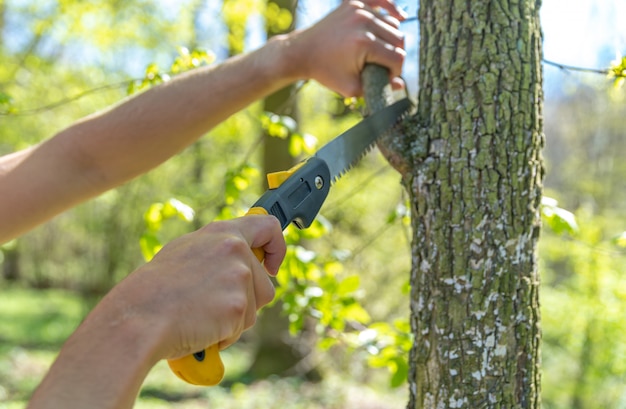 Um homem corta um galho seco com uma serra manual em uma árvore na floresta