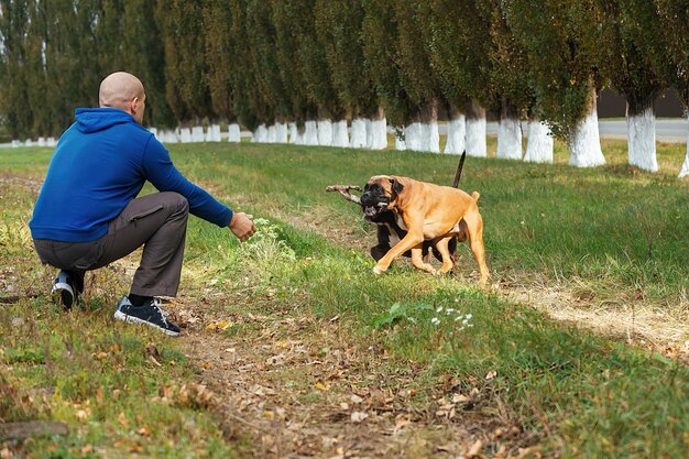 um homem dono de um canil da raça boxer alemã passeia com cães adultos