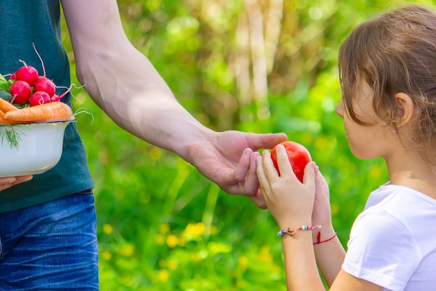 Um homem e seu filho no jardim com vegetais nas mãos