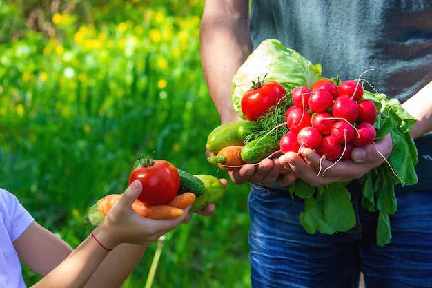 Um homem e seu filho no jardim com vegetais nas mãos