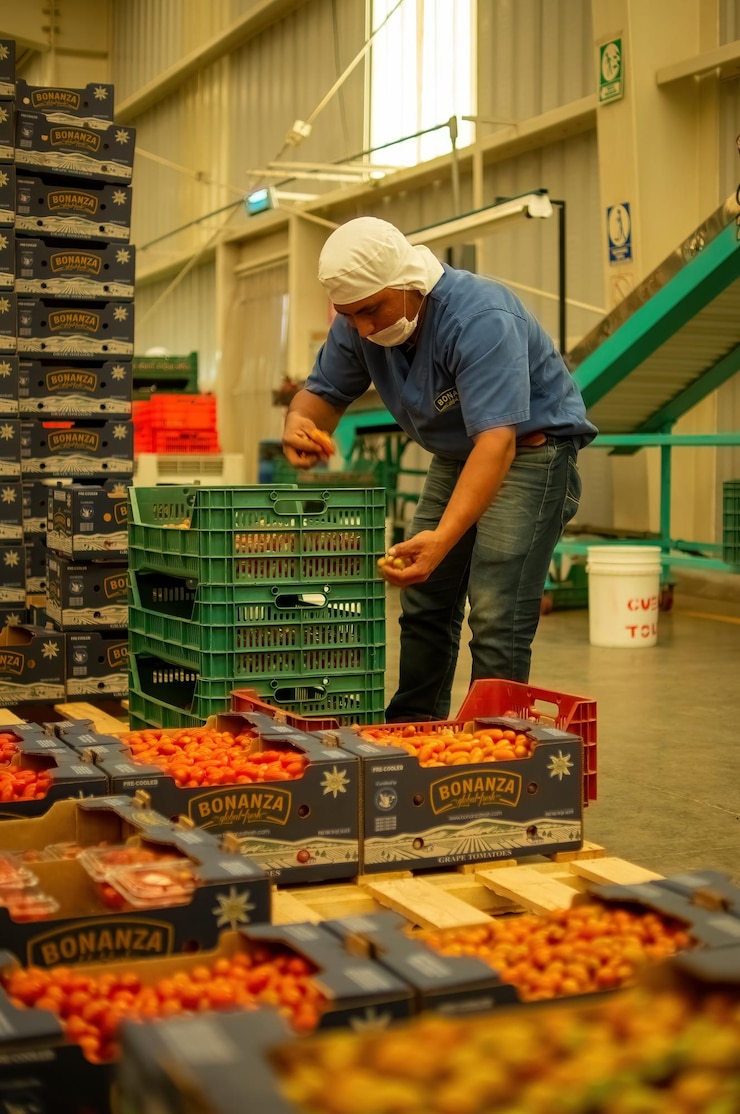 Foto um homem em um armazém industrial armazenando tomates em caixas de papelão após passar pelo processo de qualidade