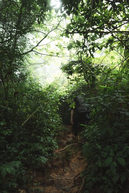 Foto um homem está caminhando no caminho em direção ao topo da montanha no meio da floresta