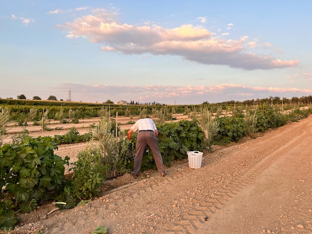 Um homem está colhendo uvas em um campo.