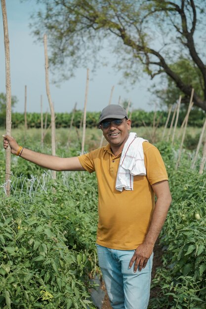 Um homem está em um campo de tomates