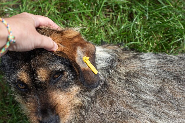 Foto um homem examina um cão sem-abrigo esterilizado com uma etiqueta na orelha