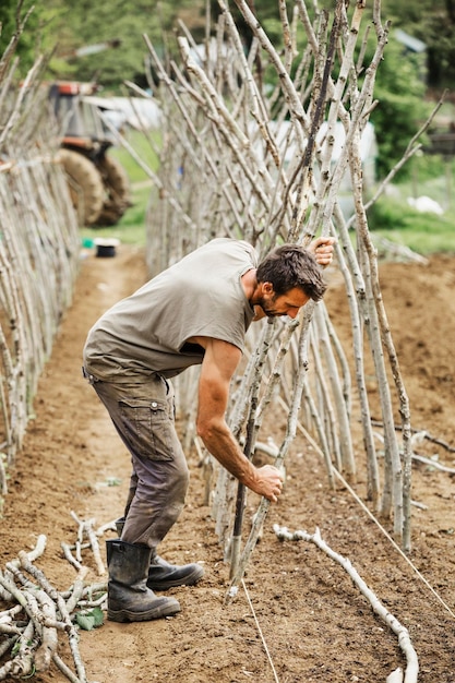 Um homem fazendo um quadro de varas de ervilha para o cultivo de vegetais em uma horta orgânica.