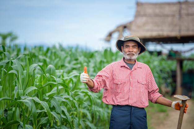 Um homem idoso feliz que é um fazendeiro sênior em pé com uma enxada e caminhando no campo de milho.