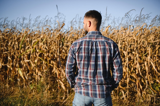 Um homem inspeciona um campo de milho e procura pragas Agricultor bem-sucedido e agronegócio