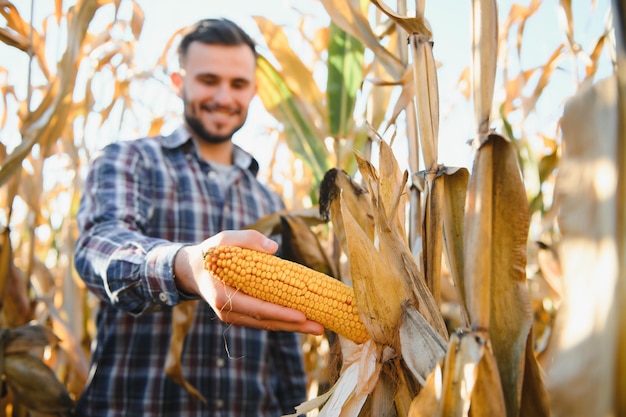 Um homem inspeciona um campo de milho e procura pragas Agricultor bem-sucedido e agronegócio