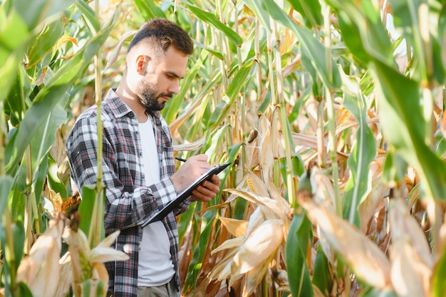 Um homem inspeciona um campo de milho e procura pragas Agricultor bem-sucedido e agronegócio