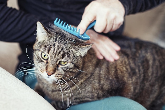 Um homem penteia a pele de seu gato cinza de estimação com pincel