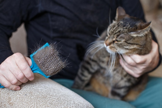 Um homem penteia a pele de seu gato cinza de estimação com pincel