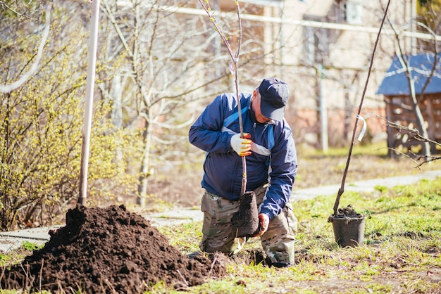 Um homem planta uma árvore frutífera jovem O agricultor desembala uma nova muda e a planta O conceito de proteção ambiental e ecologia