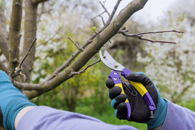 Um homem poda um galho de árvore frutífera na primavera com uma tesoura de poda