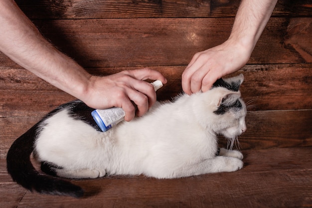 Um homem processa um gato para protegê-lo de pragas