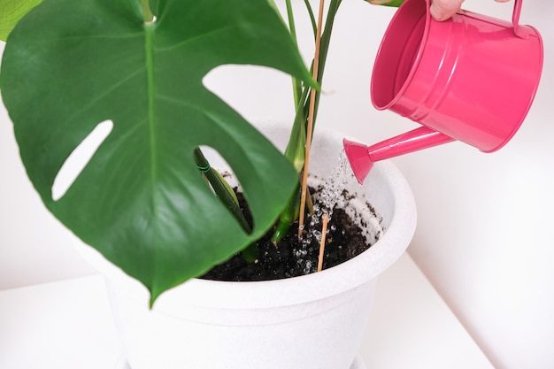 Um homem rega uma planta monstera de um regador para cuidar de plantas domésticas