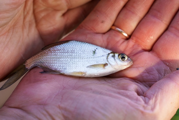 Um homem segura um peixe em close-up nas palmas das mãos antes de soltar