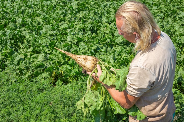 Um homem segura uma beterraba sacarina arrancada em um campo agrícola Colhendo beterraba