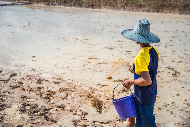 Um homem tailandês semeia o arroz com em uma exploração agrícola em uma área rural.