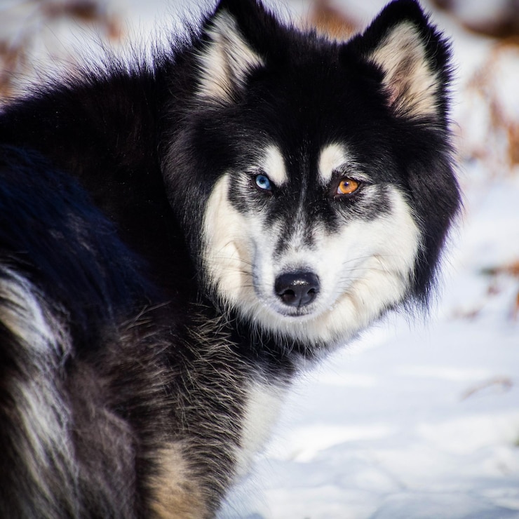 Foto um husky em seu habitat natural