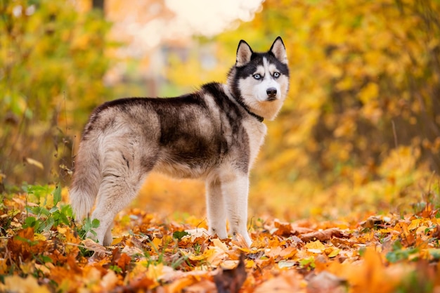 Um Husky Siberiano preto e branco de olhos azuis fica em folhas amarelas em um parque de outono