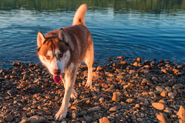 Um husky vermelho em uma caminhada em uma tarde ensolarada de verão quente à beira do rio Caminhando com um animal de estimação no parque perto da água