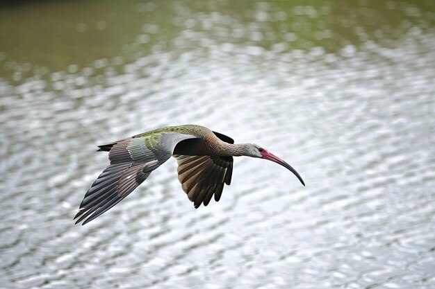 Um ibis voando sobre a água