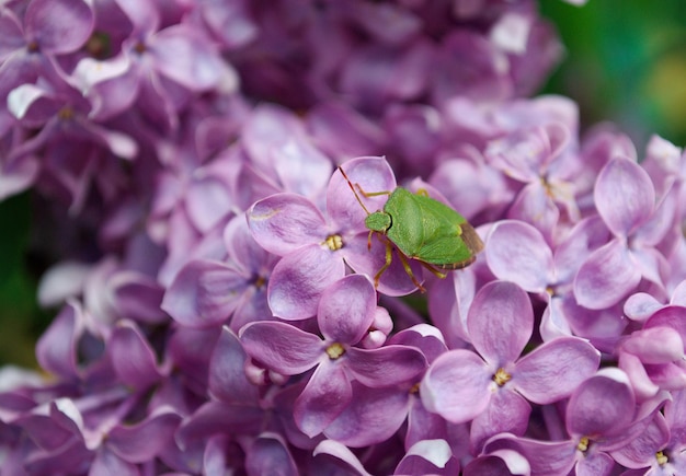Um inseto de grama em flores lilás. região de Ryazan. Rússia