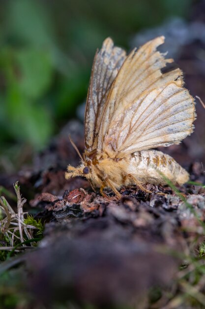 Um inseto de mariposa com asas penduradas em uma fotografia macro de dia de verão.