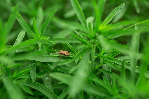 Um inseto do besouro stinkbug senta-se nas folhas da grama