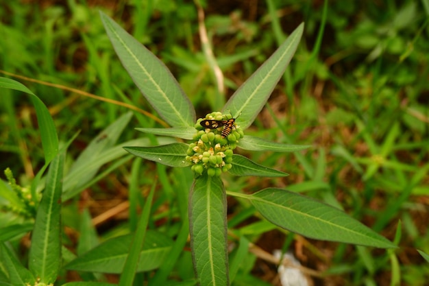 Foto um inseto em euphorbia heterophylla