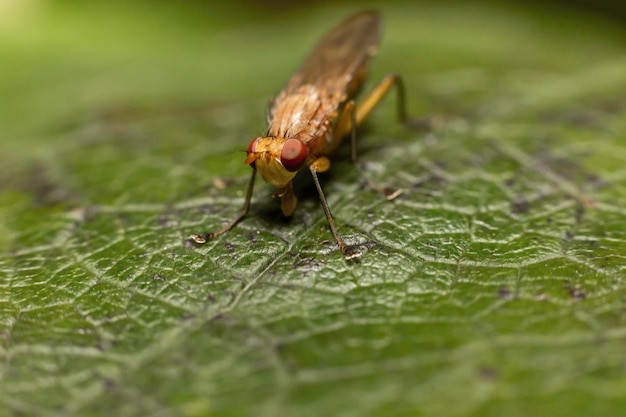 Um inseto em uma folha verde na natureza ao ar livre