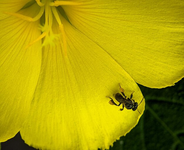 Um inseto está sentado em uma flor amarela enquanto carrega o néctar da flor a seus pés