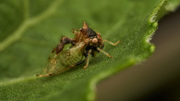 Um inseto estranho a caminhar sobre uma folha verde, Cyphonia.