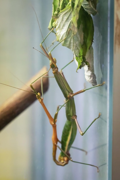 Um inseto-palito em um aquário de vidro come uma folha