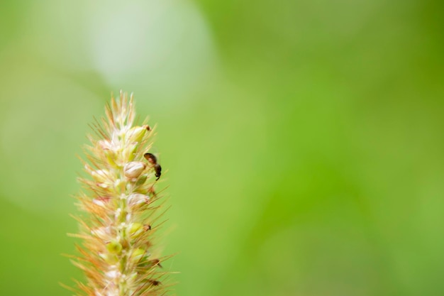 Um inseto senta-se em uma folha de grama na frente de um fundo verde.