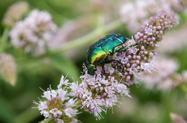 Um inseto verde senta-se em uma flor com uma folha verde e dourada.