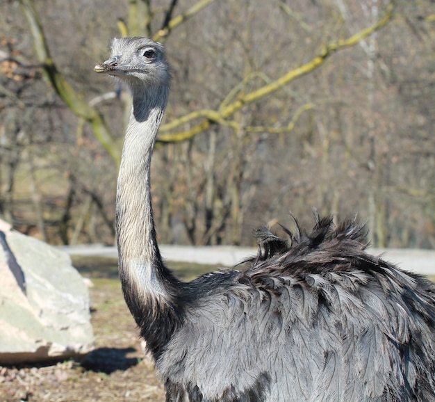 um íon de avestruz o zoológico