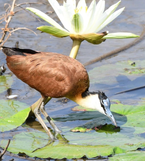 Um jacana africano Actophilornis africanus à procura de alimento invertebrado usa extraordinariamente