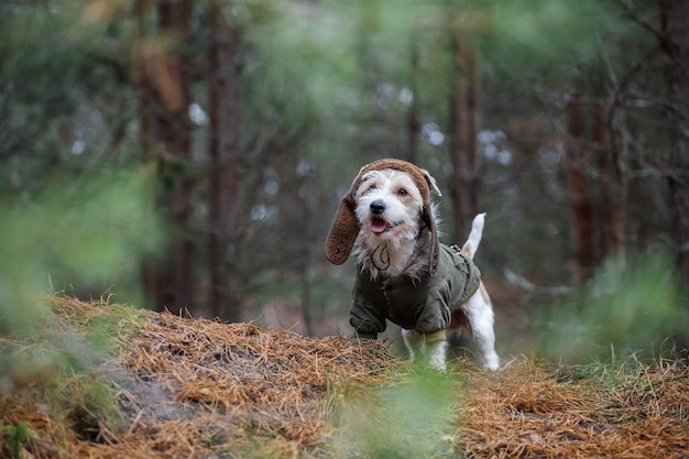 Um Jack Russell Terrier de pêlo duro com barba em um chapéu marrom e jaqueta cáqui fica na floresta Conceito de cão militar Fundo desfocado para a inscrição