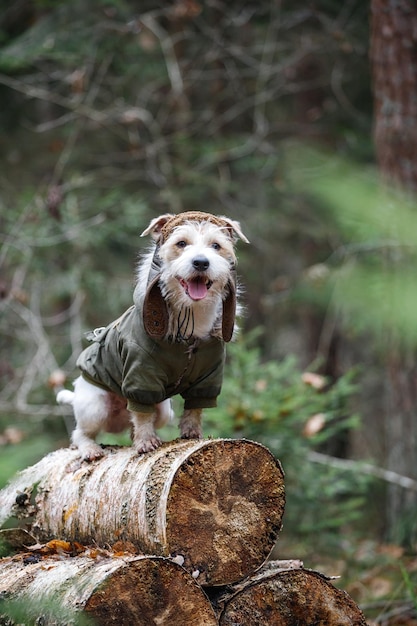 Um Jack Russell Terrier de pêlo duro com barba em um chapéu marrom e uma jaqueta cáqui fica em troncos na floresta Conceito de cão militar Fundo desfocado para a inscrição
