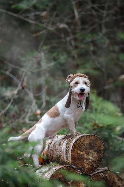 Um Jack Russell Terrier de pêlo duro com barba em uma tampa de tanque fica em troncos na floresta Conceito de cão militar Fundo desfocado para a inscrição